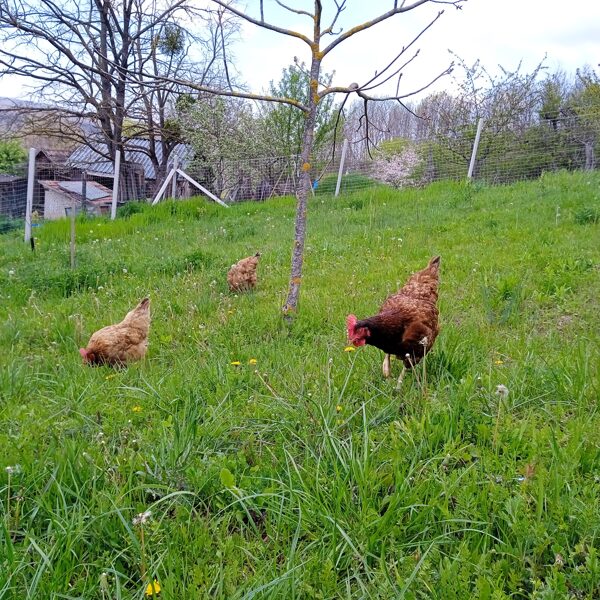 Pastry chicken