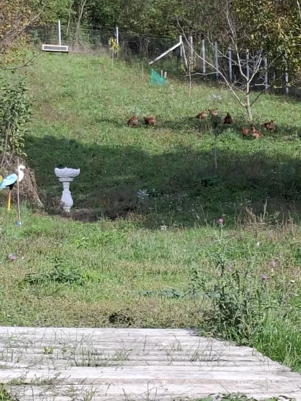 Permakultűrás kistermelés