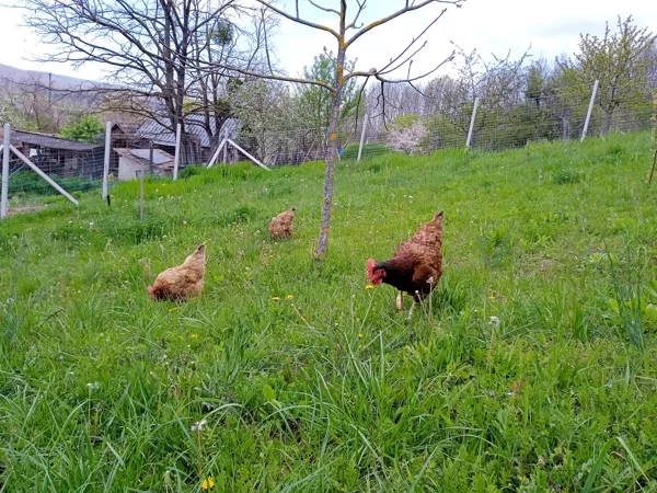 Pastry chicken