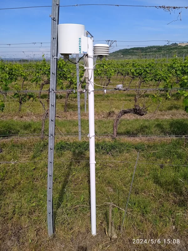 Szőlő növényvédelmi előrejelzéshez telepített állomás
